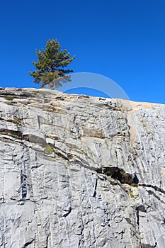 Single pine tree on hill top