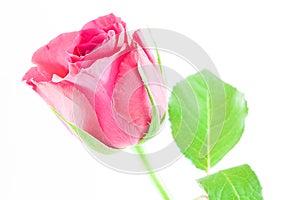 A closeup of a single pink and green leaves rose on a white background.