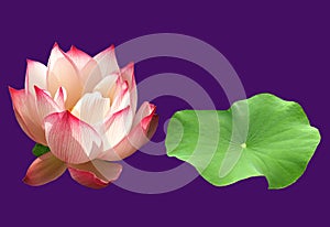 Closeup, Single pink water lily lotus flowers blossom bloom and green leaf isolated on purple background for stock photo, summer