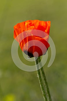 Closeup of single poppy flower in field of grass.