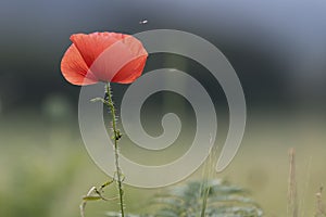 Closeup of single poppy flower in field of grass. Isolated