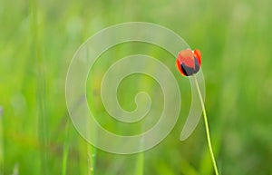 Closeup of single poppy flower in field of grass