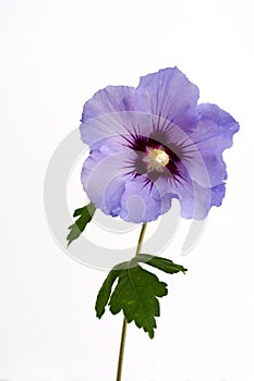 Closeup of a single purple blooming hibiscus flower. Hibiscus is of the family of malvaceae.