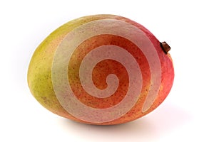 Closeup of a single red and yellow mango
