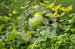Closeup single small unripe green tomato hanging on vine in garden