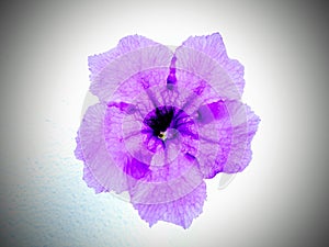 Closeup, Single violet flower bloom isolated on white cement background for design or stock photo, illustration, tropical summer