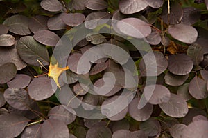 Closeup of single yellow autumn leaf against a background of dark grayish purple leaves