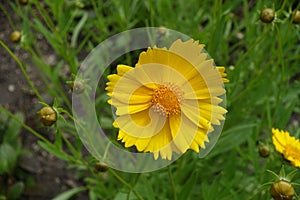 Closeup of single yellow flower of Coreopsis lanceolata in May