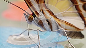 Closeup of Siproeta stelenes butterfly with open wings