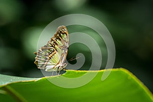 Closeup of Siproeta stelenes butterfly perching on plant leaf