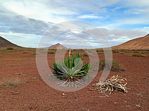 Closeup of sisal palm tree in desert area with volcanoes on the horizon. Volcanic landscape with sisal plant. Extreme nature