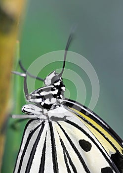 Closeup of sitting black and white structured tropical butterfly