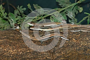 Closeup of six -striped longtailed Asian grass lizard,