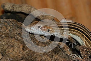 Closeup of six -striped longtailed Asian grass lizard,Takydromus sexlineatus in a terrarium