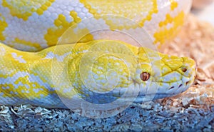 Closeup skin of Gold python