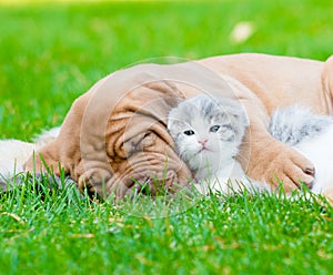 Closeup sleeping Bordeaux puppy dog hugs newborn kitten on green grass