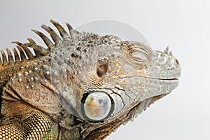 Closeup Sleeping Green Iguana on White Background