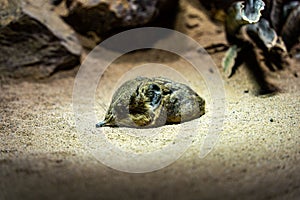 Closeup of a sleeping North African elephant shrew