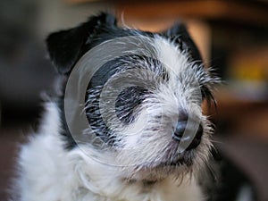 Closeup of the sleeping white and black Biewer Terrier dog