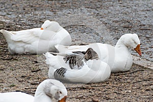 Closeup of sleeping white geese