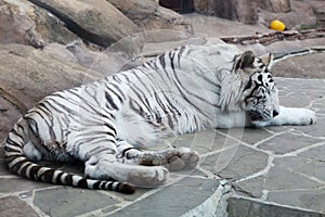 Closeup of sleeping white tiger
