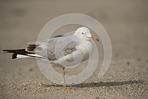 Closeup of a  slender-billed seagull