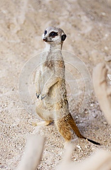 Closeup of a slender tailed meerkat standing on the ground