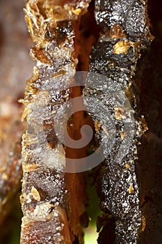 Closeup of sliced South African biltong