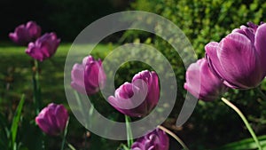 Closeup sliding shot of a pink tulips