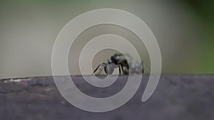 Closeup Slow-mo of two black ants fighting in the wild of forest at Taiwan