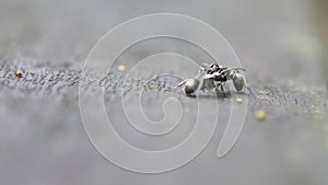 Closeup Slow-mo of two black ants fighting in the wild of forest at Taiwan