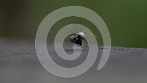 Closeup Slow-mo of two black ants fighting in the wild of forest at Taiwan