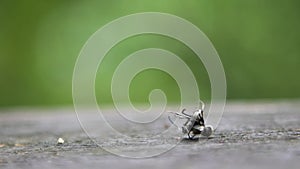 Closeup Slow-mo of two black ants fighting in the wild of forest at Taiwan