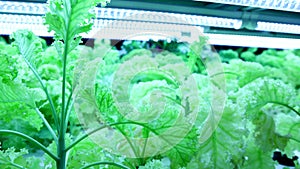 Closeup slow motion panning out from Indoor hydroponic vegetable farming with led lighting in controlled environment