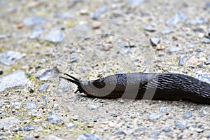 A closeup of Slug.