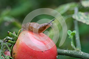 A closeup of a slug on a fresh garden tomato.