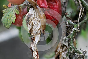 A closeup of a slug on a fresh garden tomato.