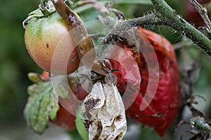 A closeup of a slug on a fresh garden tomato.