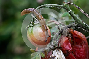 A closeup of a slug on a fresh garden tomato.