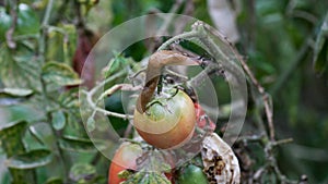 A closeup of a slug on a fresh garden tomato.