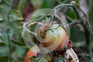 A closeup of a slug on a fresh garden tomato.