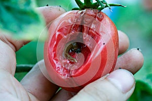 A closeup of a slug on a fresh garden tomato.