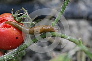 A closeup of a slug on a fresh garden tomato.