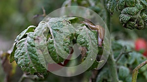 A closeup of a slug on a fresh garden tomato.