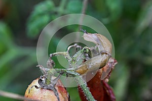 A closeup of a slug on a fresh garden tomato.