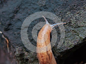 Closeup of Slug or Incilaria bilineata on a stone