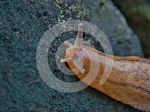 Closeup of Slug or Incilaria bilineata on a stone