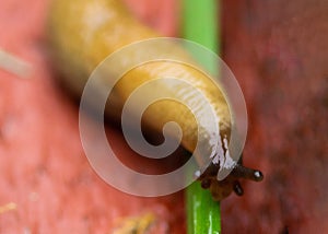 Closeup of a slug or land slug, a shell-less terrestrial gastropod mollusk