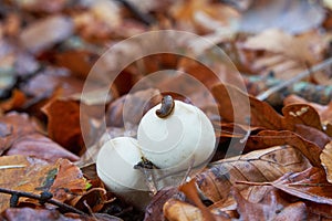 Closeup of a slug on wild fungi covered in dried leaves in a forest