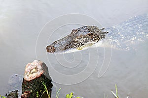 Closeup of a small alligator photo